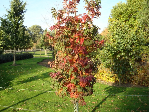 Sorbus sargentiana