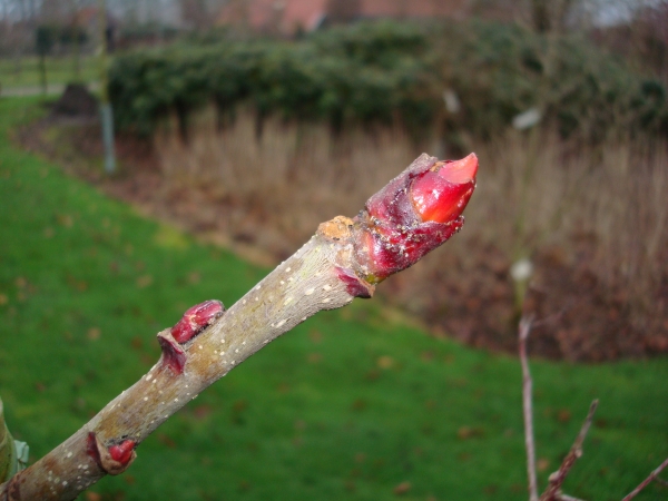 Sorbus sargentiana