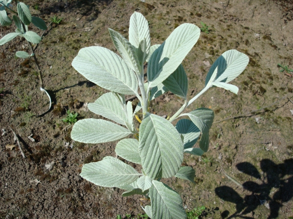 Sorbus wardii