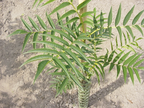 Sorbus wilfordii