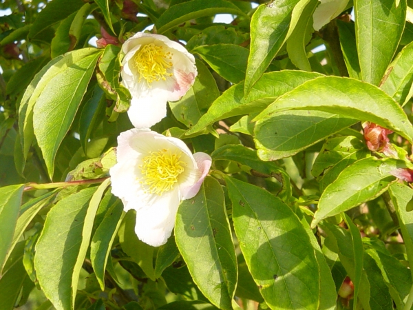 Stewartia pseudocamellia 