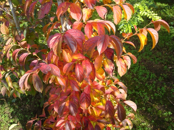 Stewartia pseudocamellia 