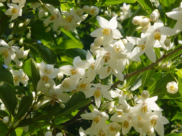 Styrax japonicus var. fargesii