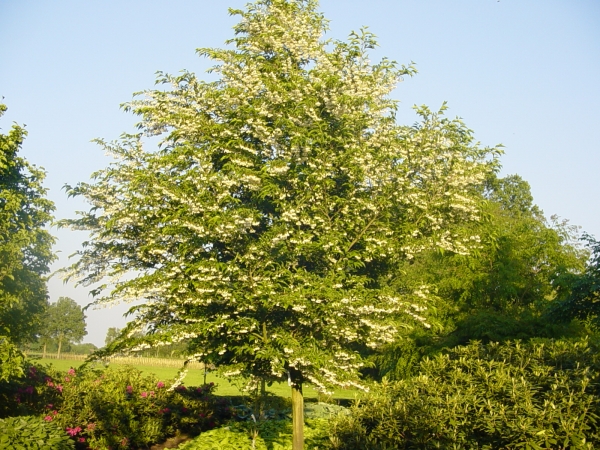 Styrax japonicus var. fargesii