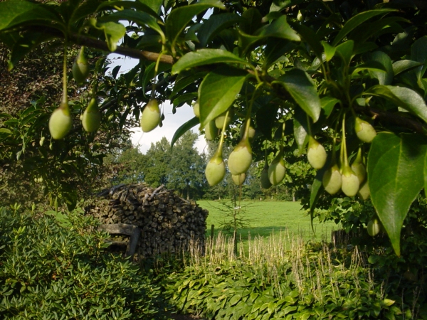 Styrax japonicus var. fargesii