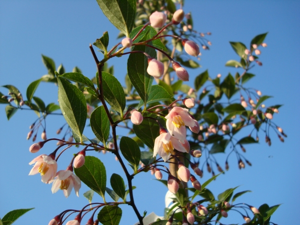 Styrax japonicus Pink Snowbell