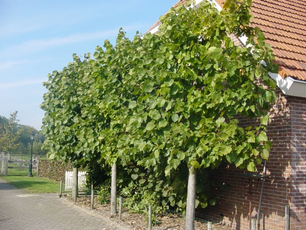 Tilia americana Nova