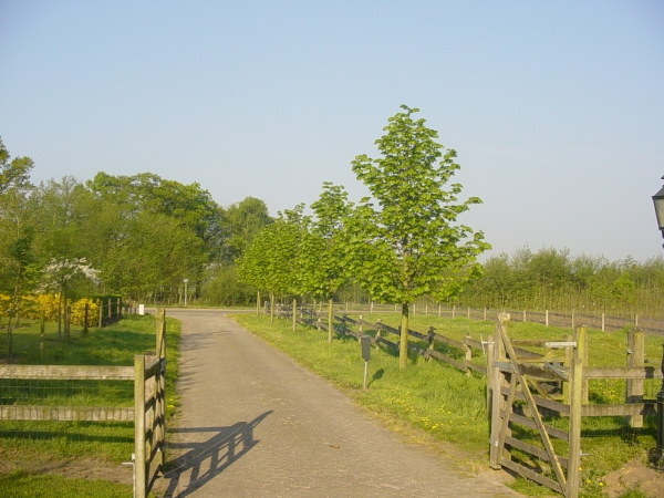 Tilia americana Redmond