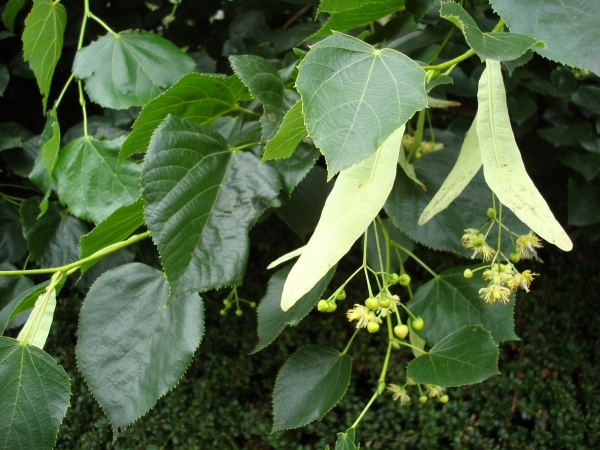 Tilia europaea euchlora