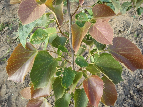 Tilia henryana Arnold Select