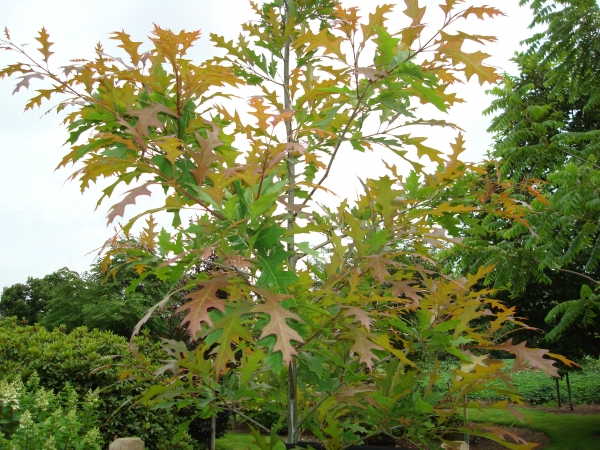 Quercus texana New Madrid