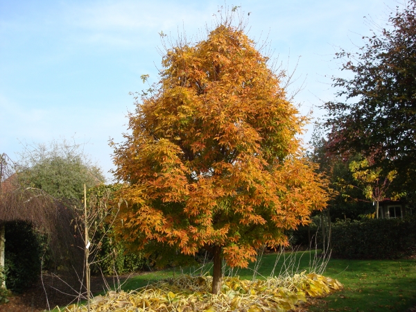 Acer triflorum