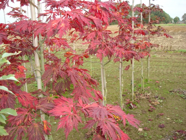 Acer japonicum Aconitifolium