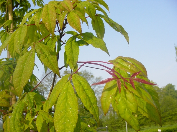 Acer mandschuricum