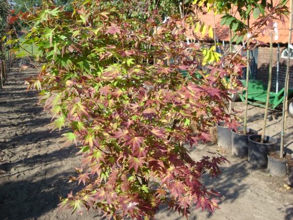 Acer palmatum Orange Dream