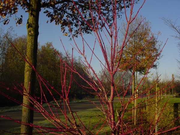 Acer palmatum Sangokaku