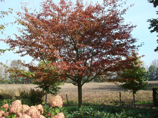 Amelanchier laevis Ballerina