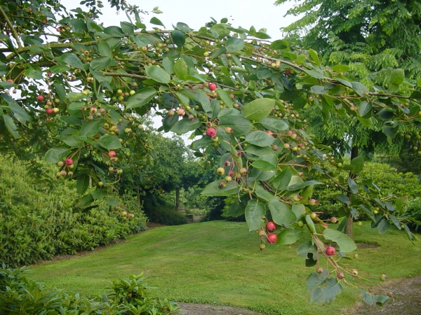 Amelanchier laevis Ballerina