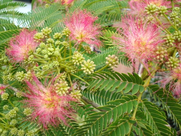 Albizia julibrissin Boubri (Ombrella)