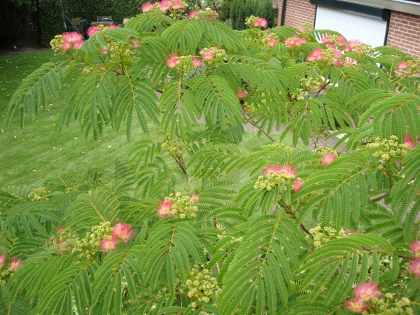 Albizia julibrissin Boubri (Ombrella)