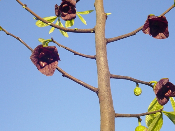 Asimina triloba