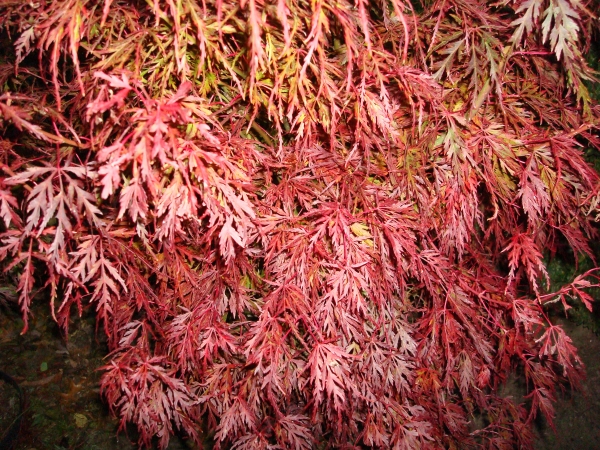 Acer palmatum Seiryu