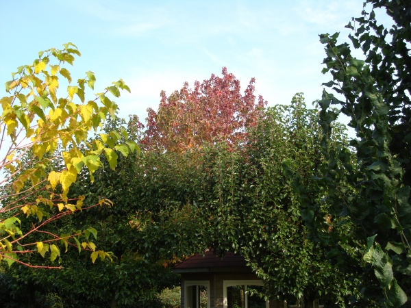 Liquidambar styraciflua Lane Roberts