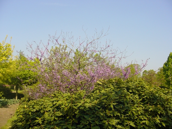 Cercis canadensis Forest Pansy