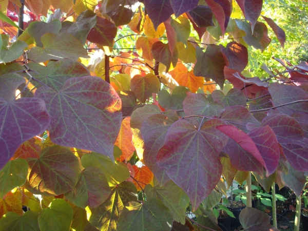 Cercis canadensis Forest Pansy