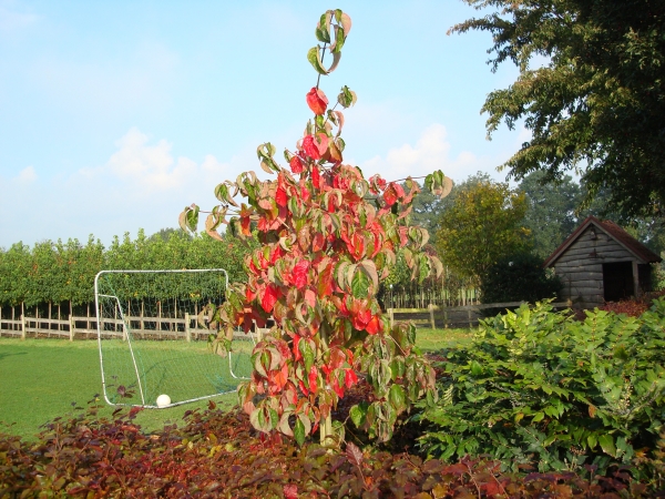 Cornus X Eddie s White Wonder