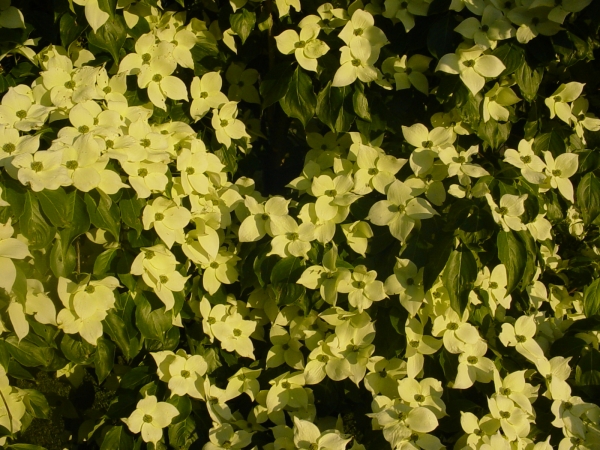 Cornus kousa China Girl