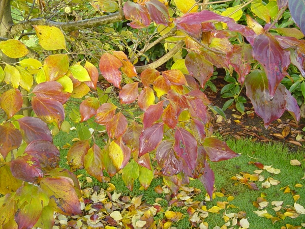 Cornus kousa China Girl