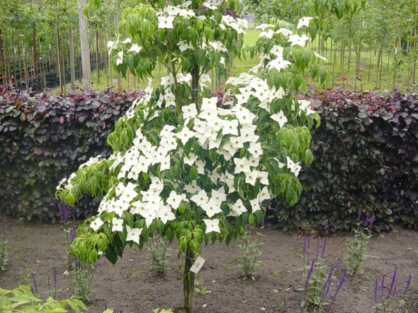 Cornus kousa Milky Way