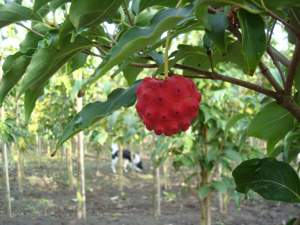 Cornus kousa Milky Way