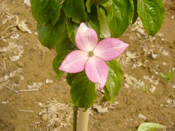 Cornus kousa Satomi