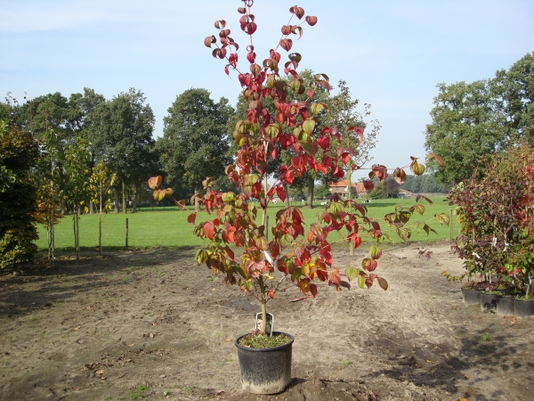 Cornus kousa Satomi