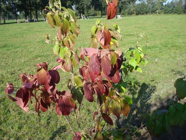 Cornus kousa Teutonia