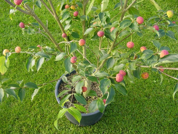 Cornus kousa Teutonia