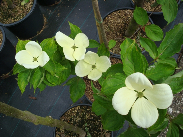 Cornus kousa Venus ®