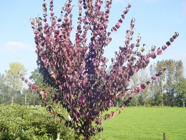 Cornus officinalis