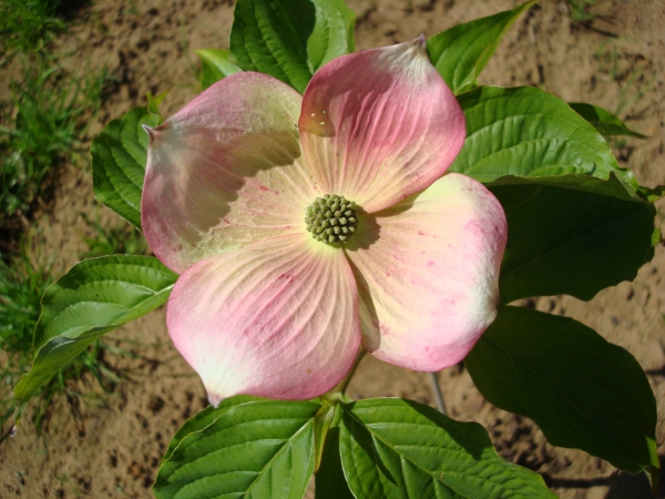 Cornus X Stellar Pink