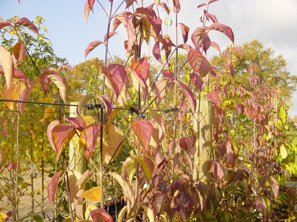 Cornus X Stellar Pink