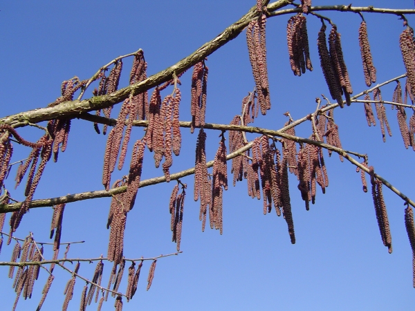 Corylus colurna Te Terra Red