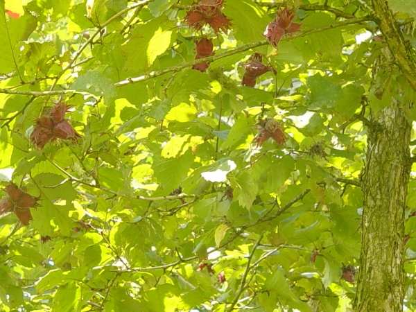 Corylus colurna Te Terra Red