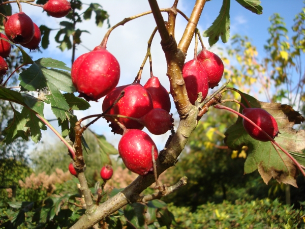 Crataegus pinnatifida major