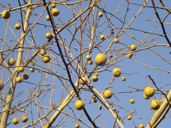 Davidia involucrata 