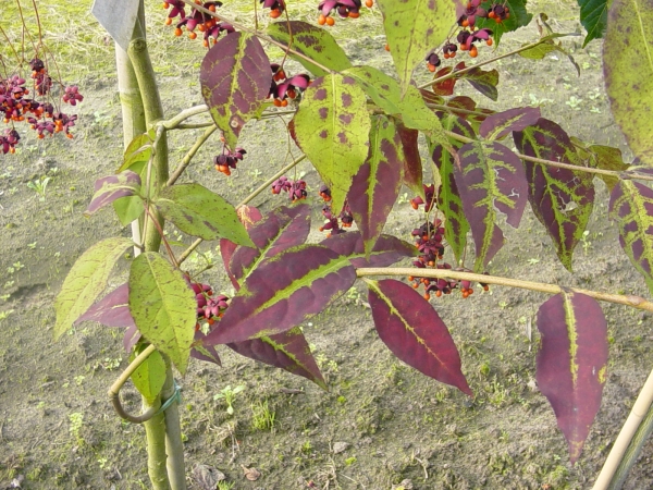 Euonymus oxyphyllus