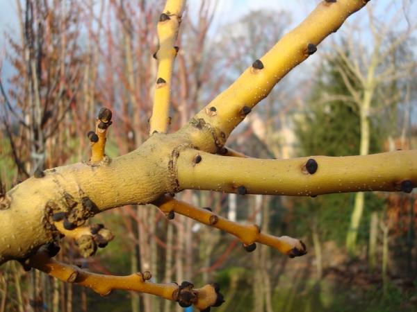 Fraxinus excelcior Allgold