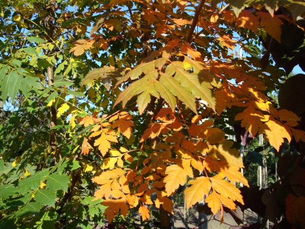 Koelreuteria paniculata