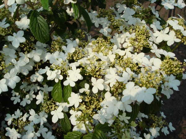 Viburnum plicatum Watanabe 